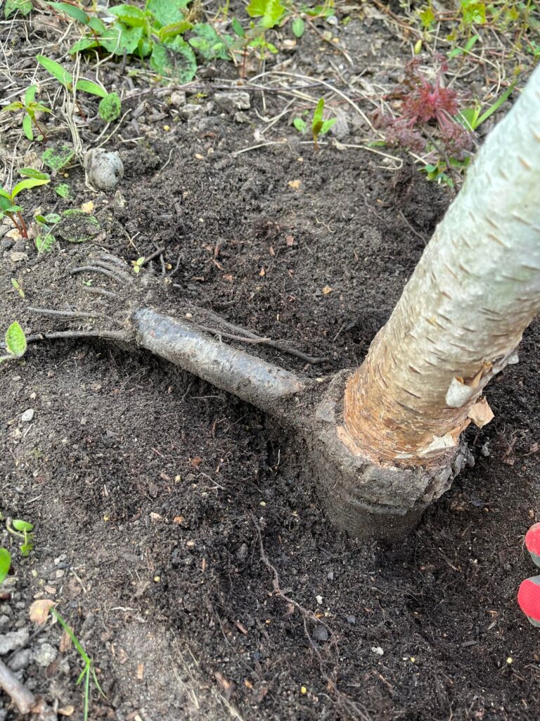 Crazy root situation on dead Birch