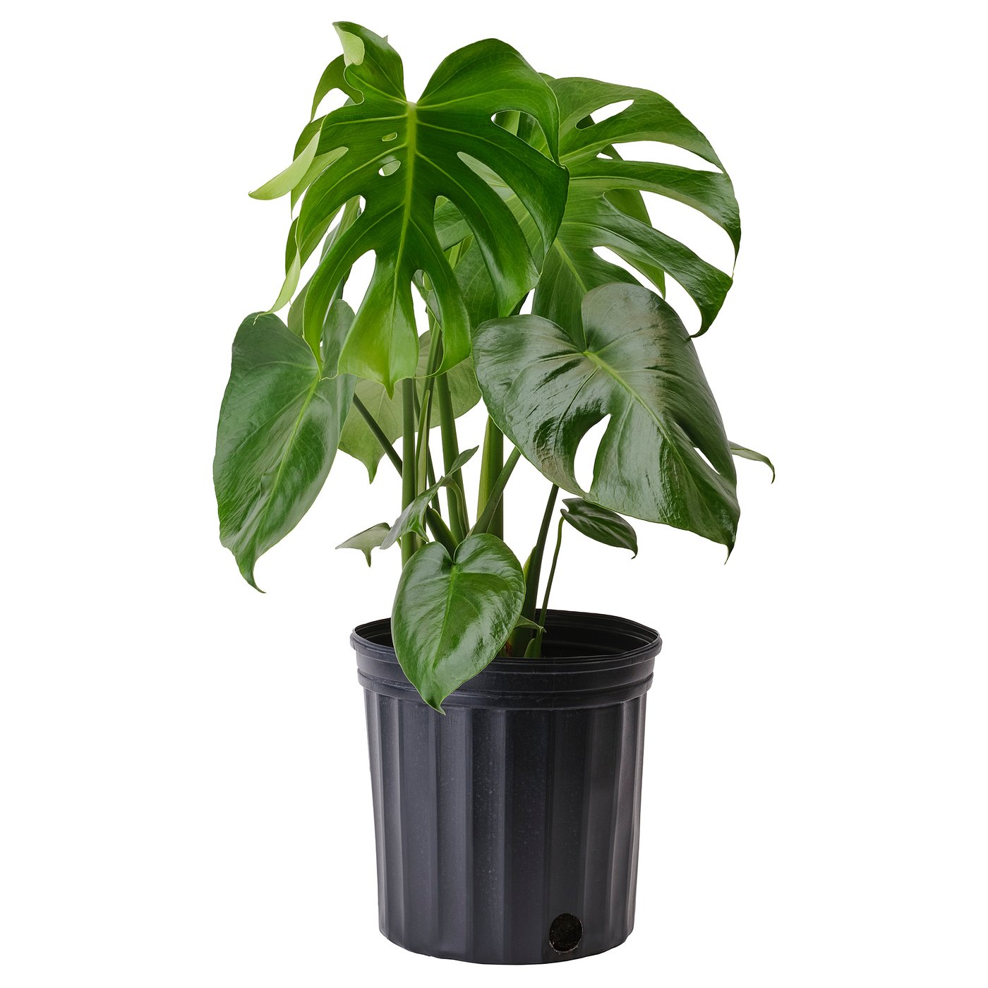 Monstera Deliciosa Potted Plant 9 &frac12; "