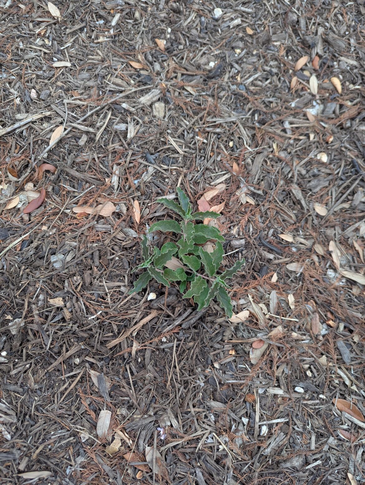 Howdy! Had this pop up in a front bed. Any thoughts as to what it is?