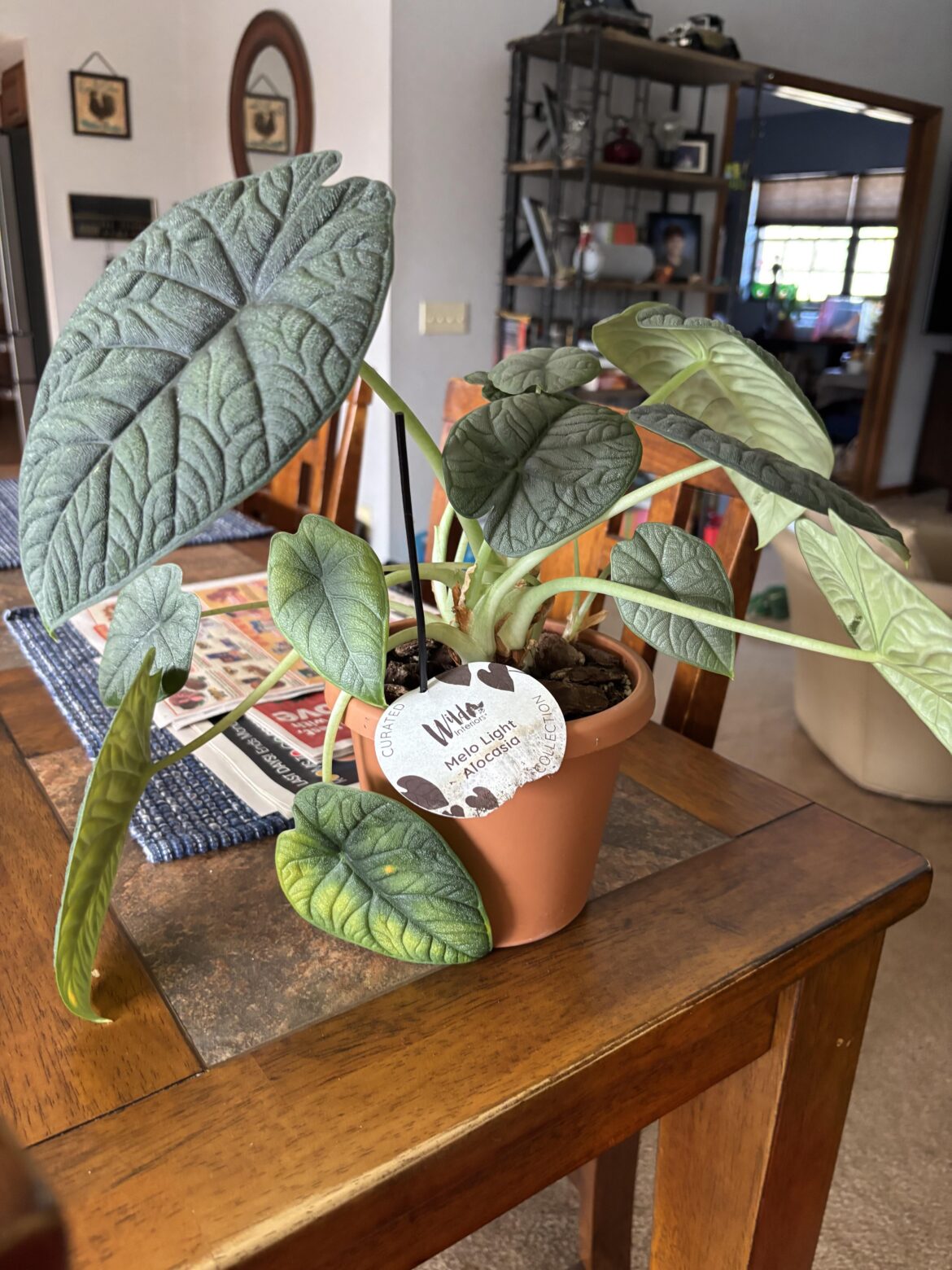 Re-potting advice please