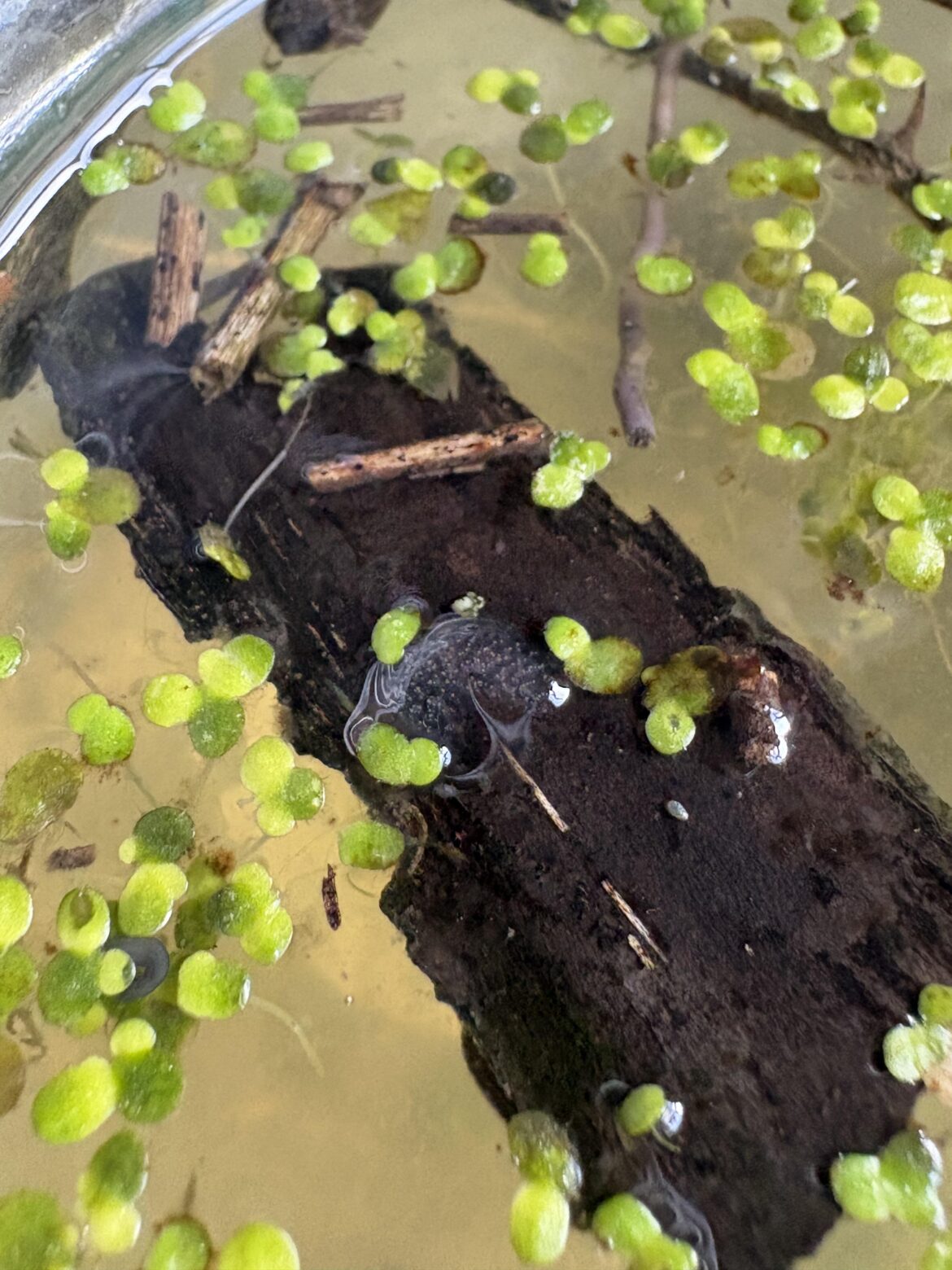 are these some sort of snail egg ?