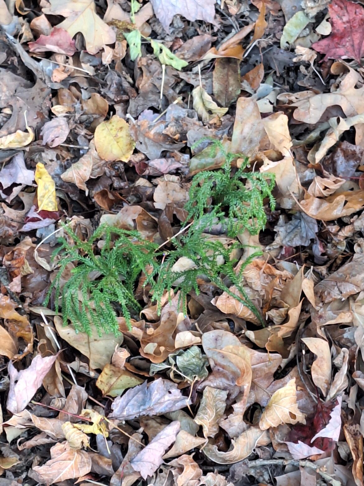 Running Cedar