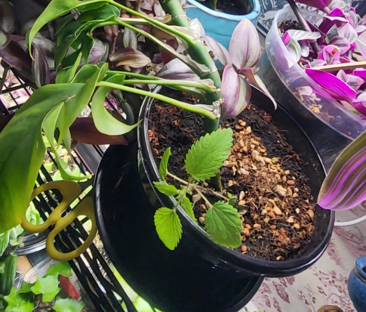 Stinging nettle growing with my monstera?! How in the heck?