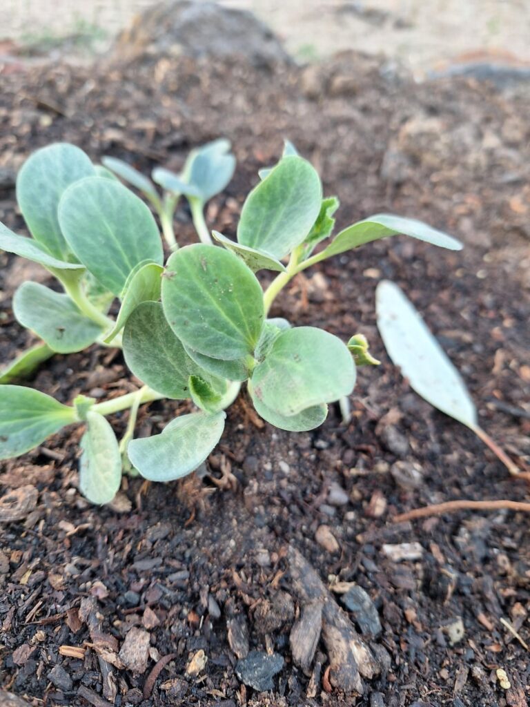 Unknown plant popping up from mulch - central Victoria
