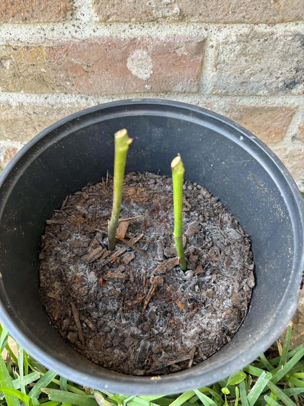 Rose propagating Rose propagating
