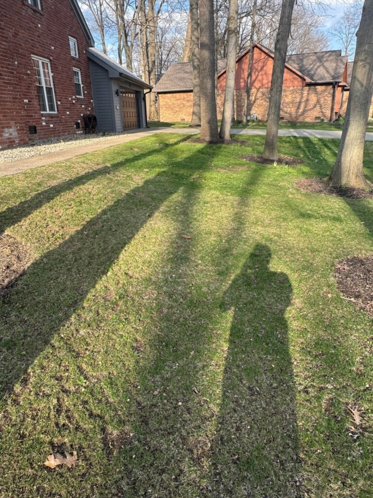 I’ve come to the conclusion the hours spent on the “perfect lawn” are a waste of time.  Help me redesign my yard. It has tons of trees so stuff is always falling. Any suggestions?