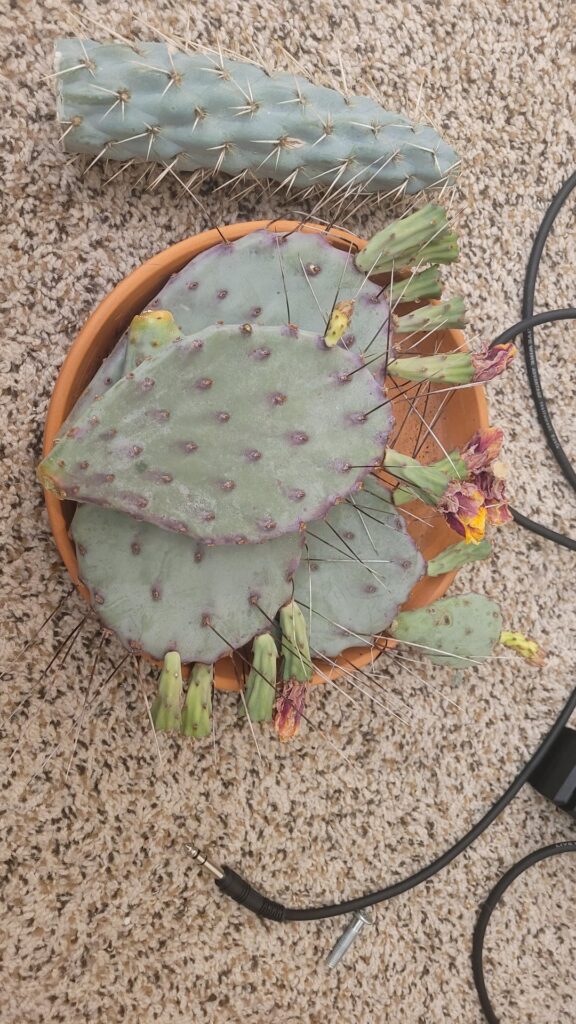 Shout out to u/Floratopia