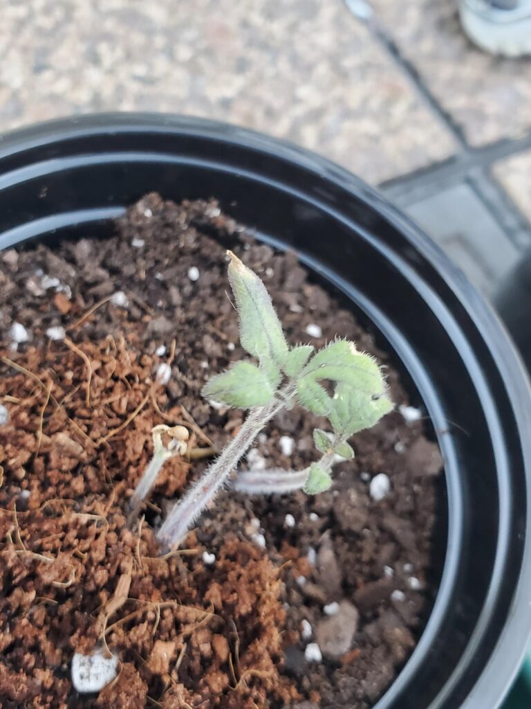 HELP