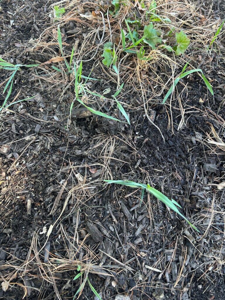What is this weed? What is this weed?