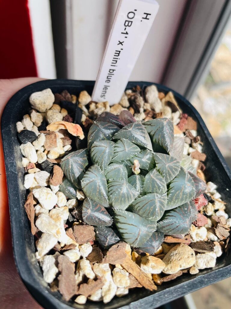 Watering Day Surprise …