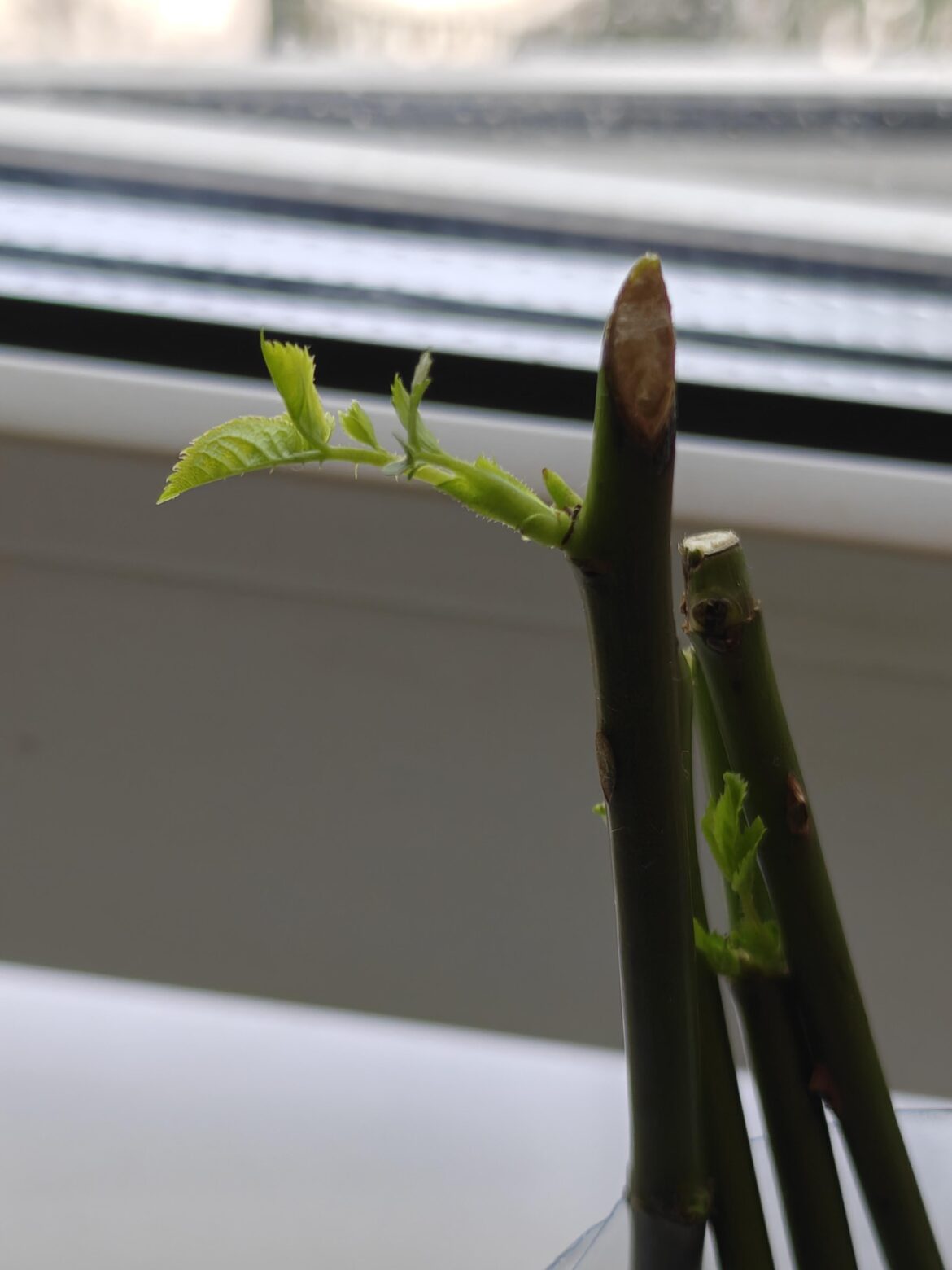 Trying to propagate roses from cuttings