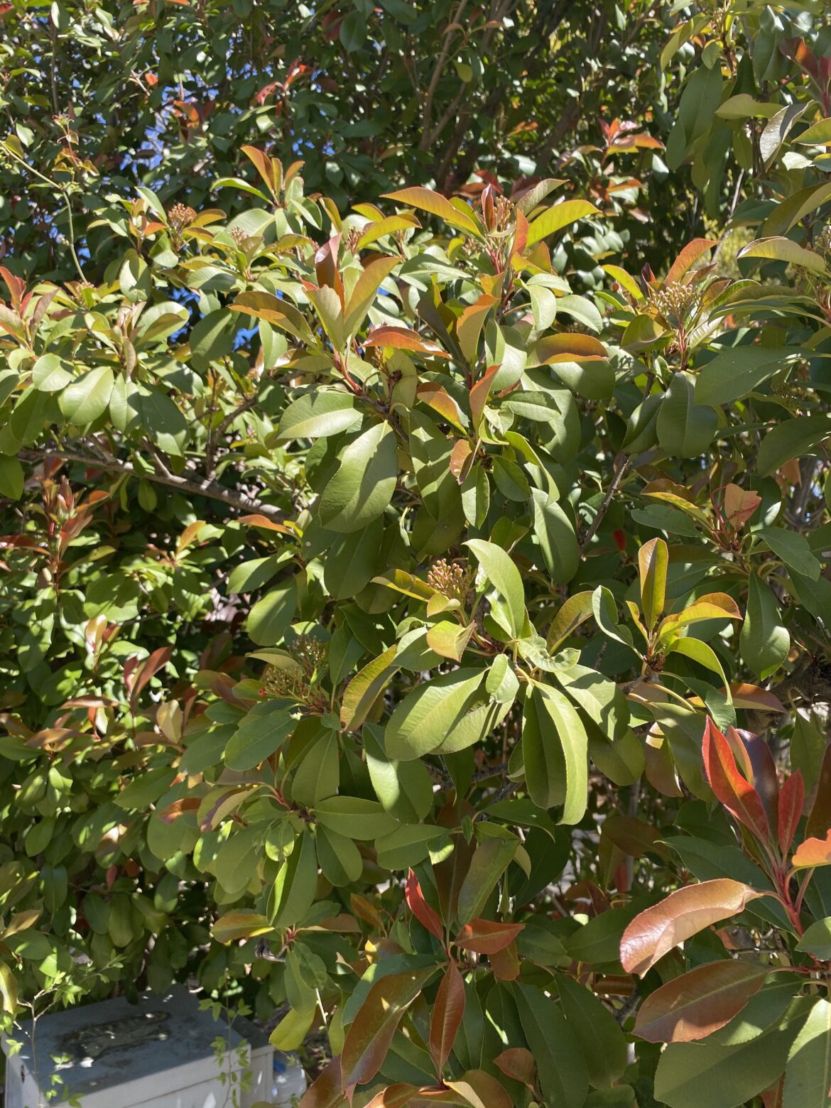 What is this tree/shrub?