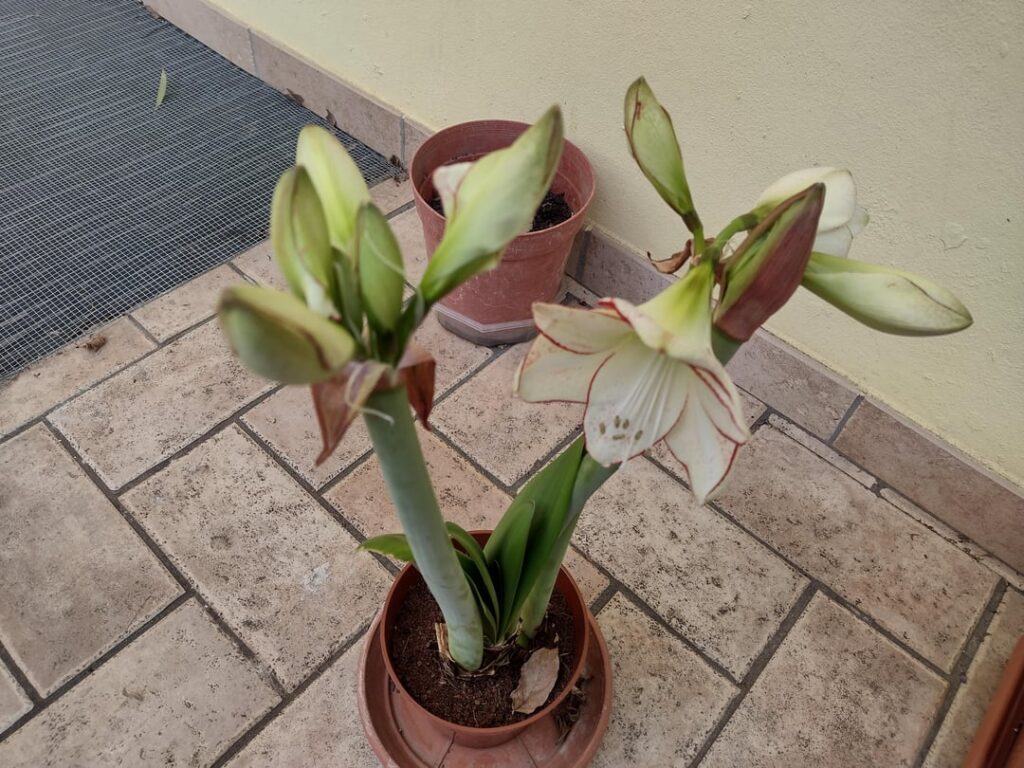 Amaryllis (Hippeastrum) with too many flowers?