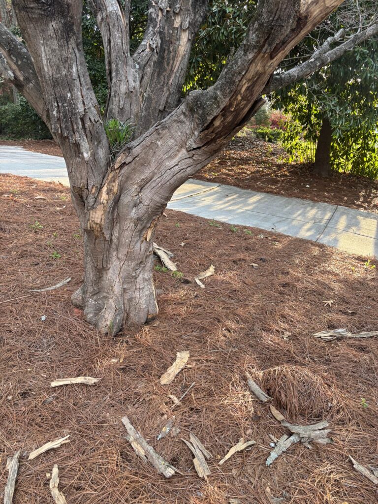 I just moved here. Is my tree dead?