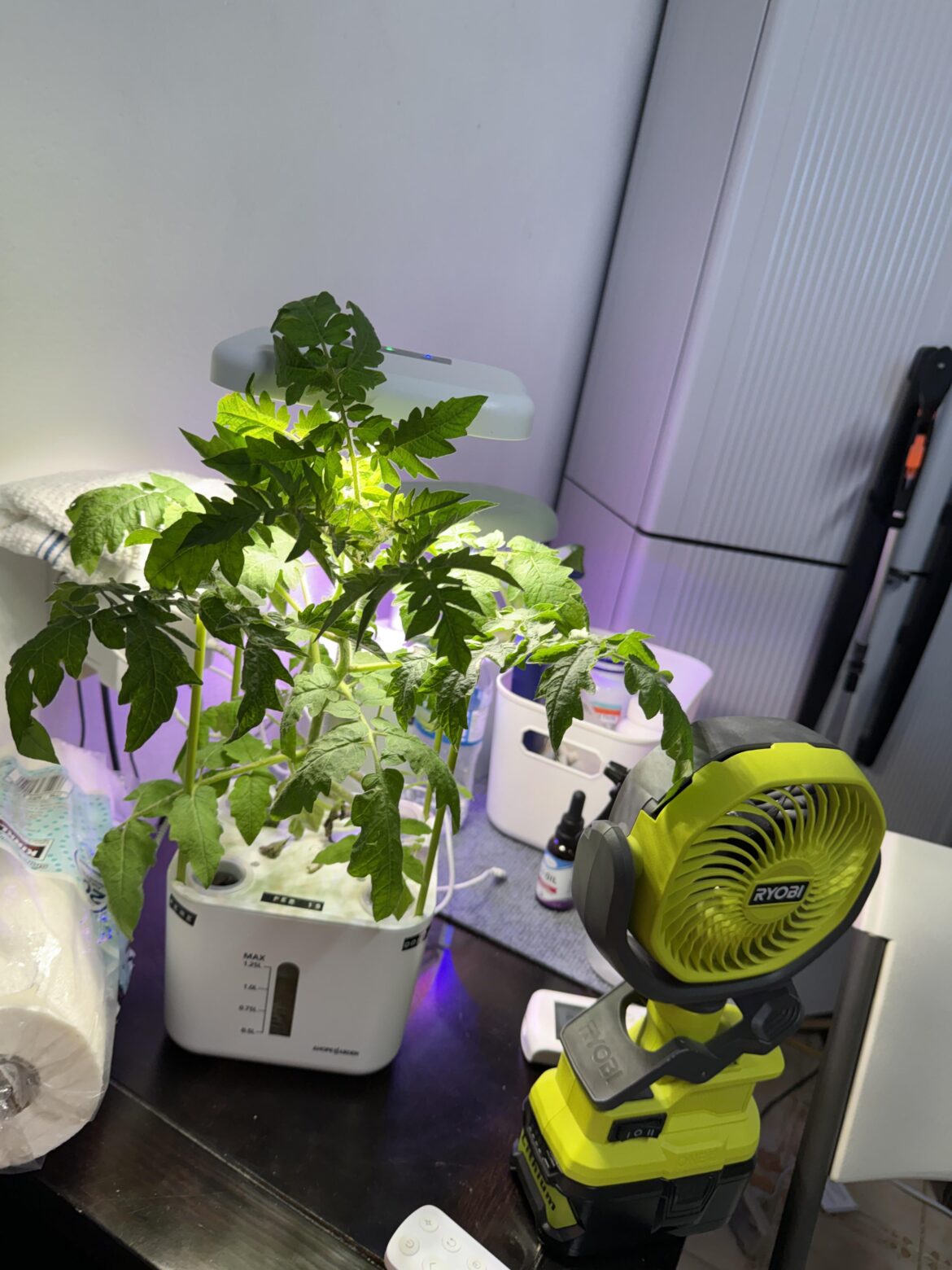 My tomato plant goes higher than the light. What can I do?