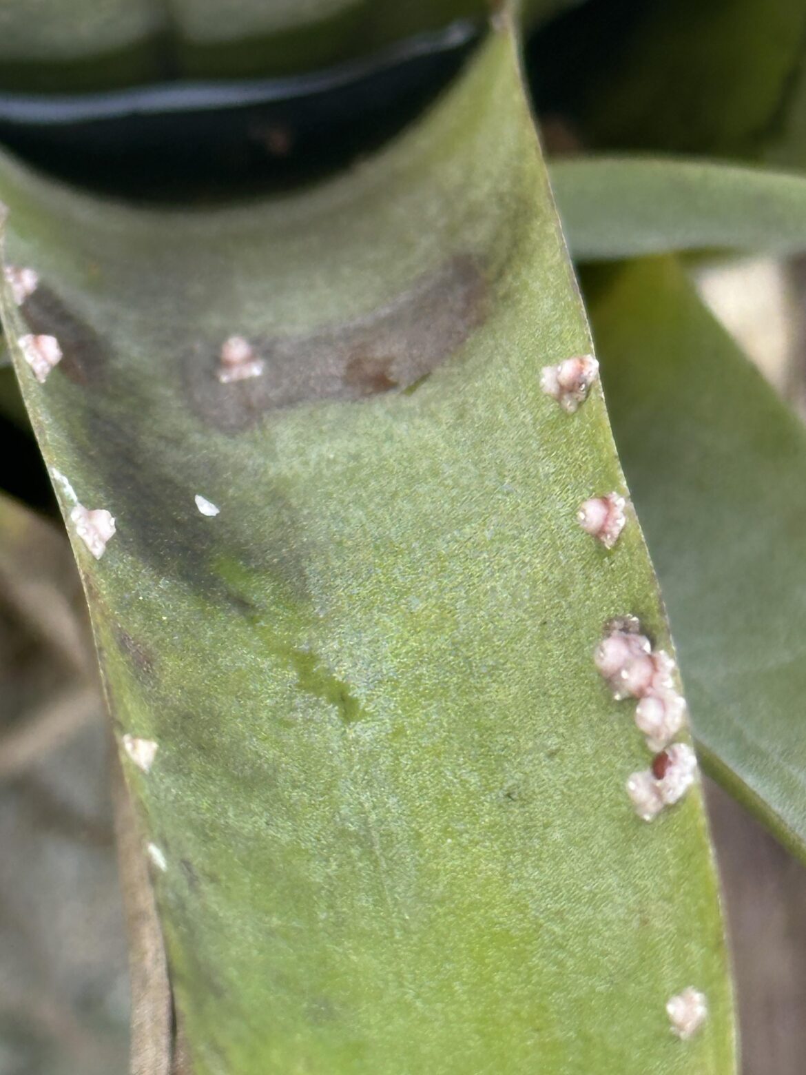 I found these on my air plant. Can anyone identify?