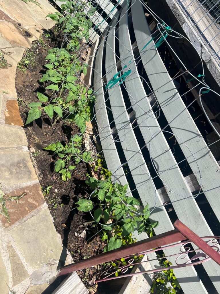 Tomatoes Coming Soon