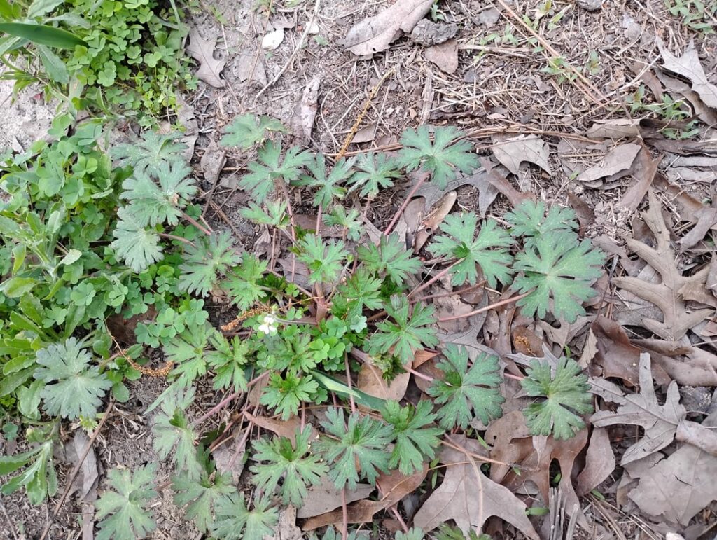 Carolina Crane's Bill?