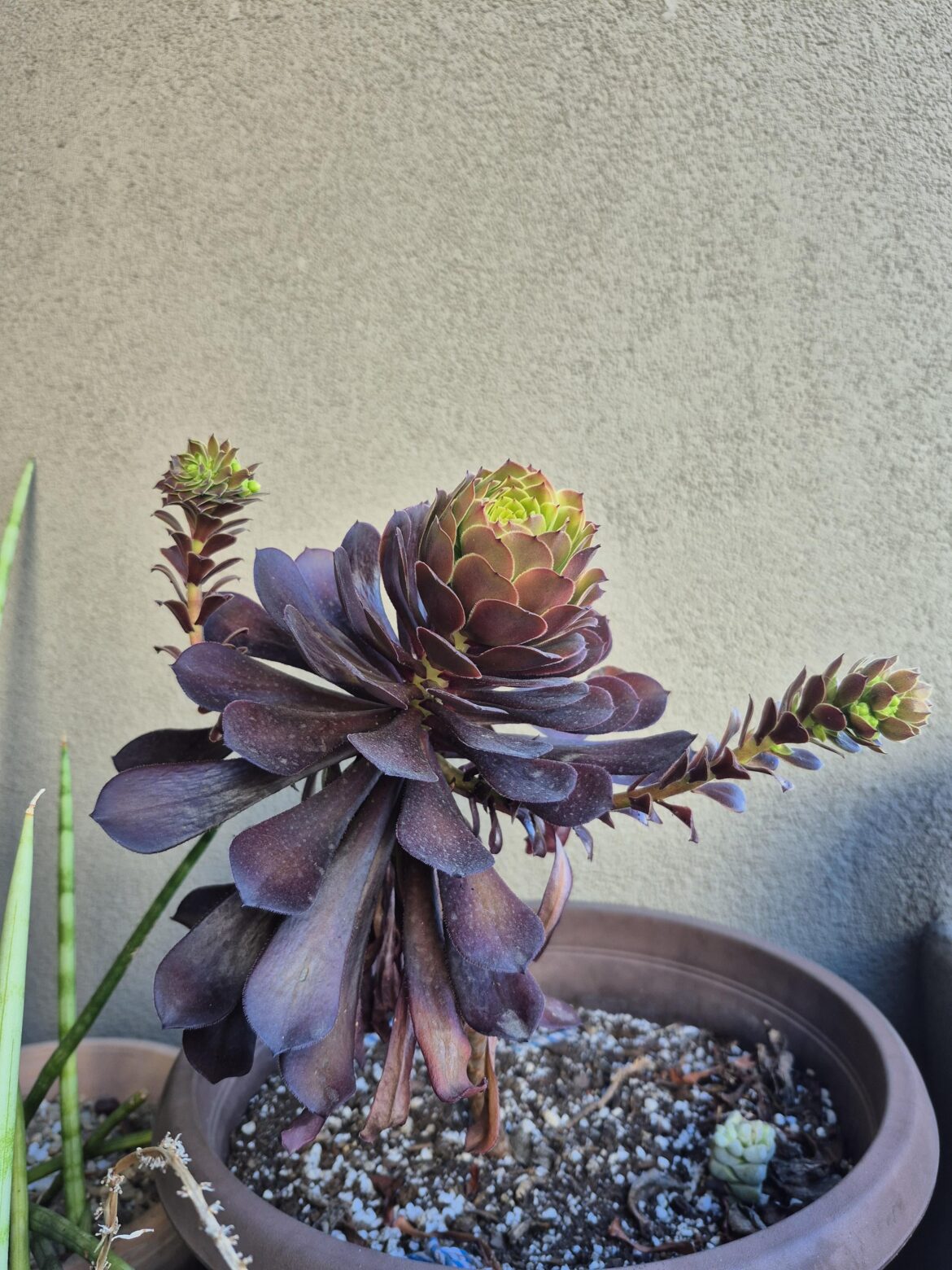 Opera Singing Aeonium