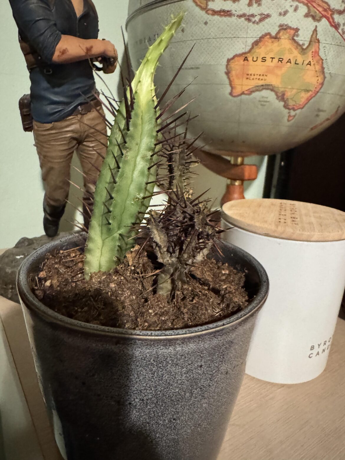 Does anyone know why only one side of my cactus is dying?