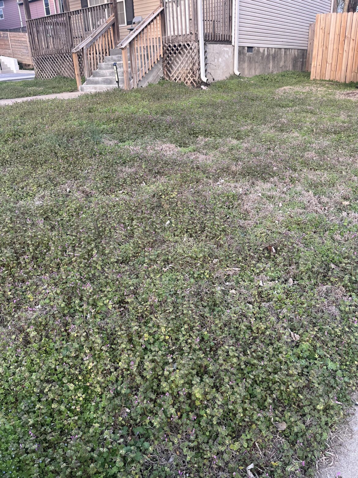 First-time homeowner, yard completely taken over by weeds. Where do I even start?