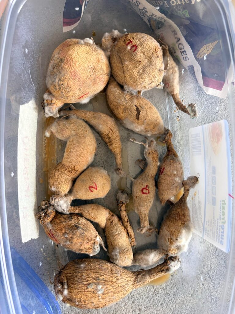 Tuber loss