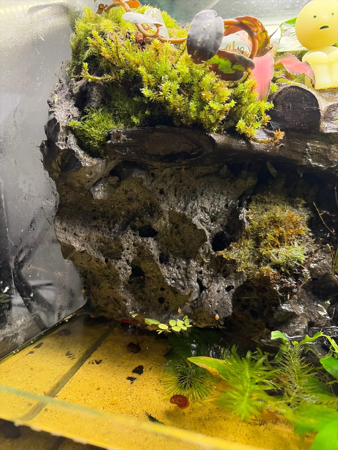 What plants can I put that will live on foam?