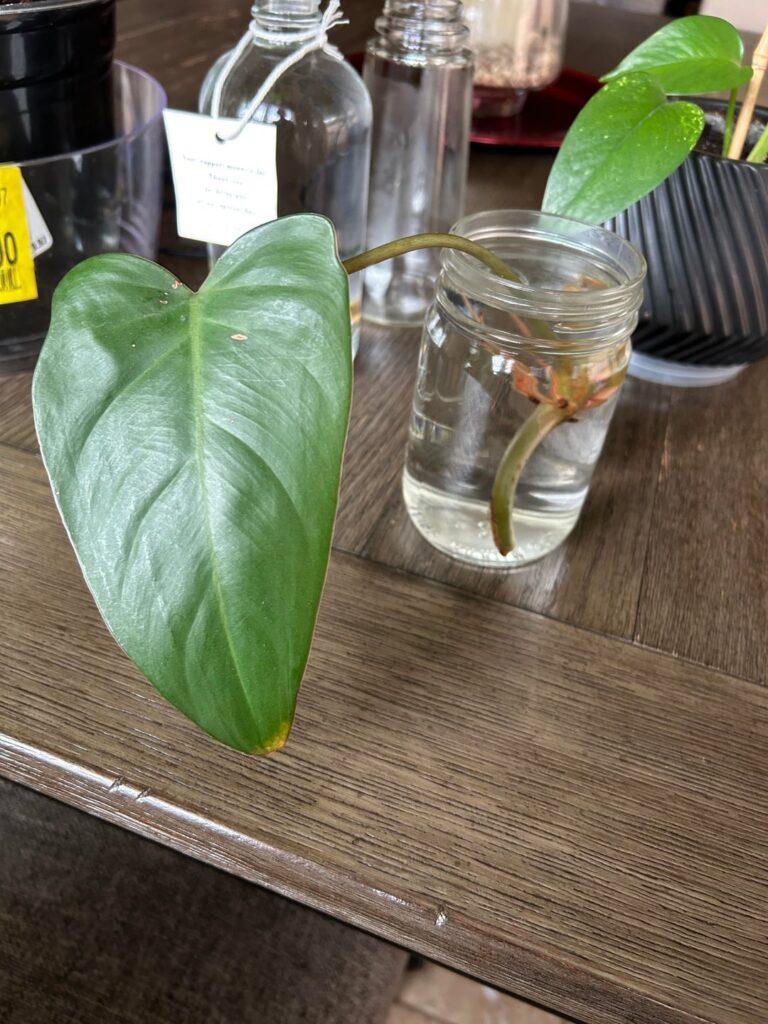 New roots growing upwards