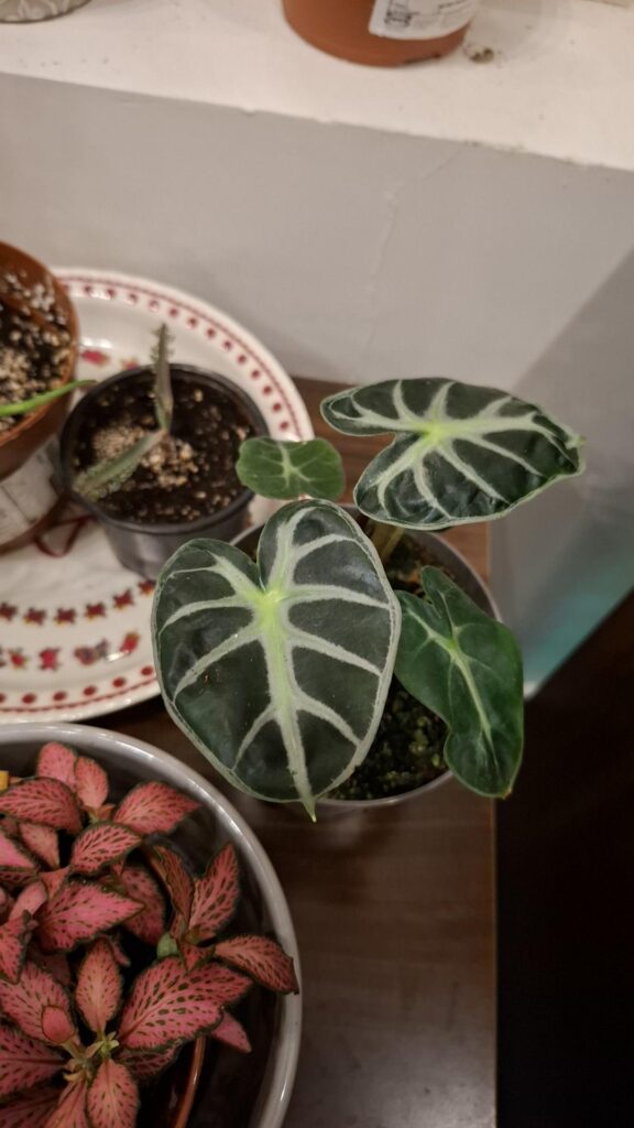 Got my hands on my first alocasia! Got my hands on my first alocasia!