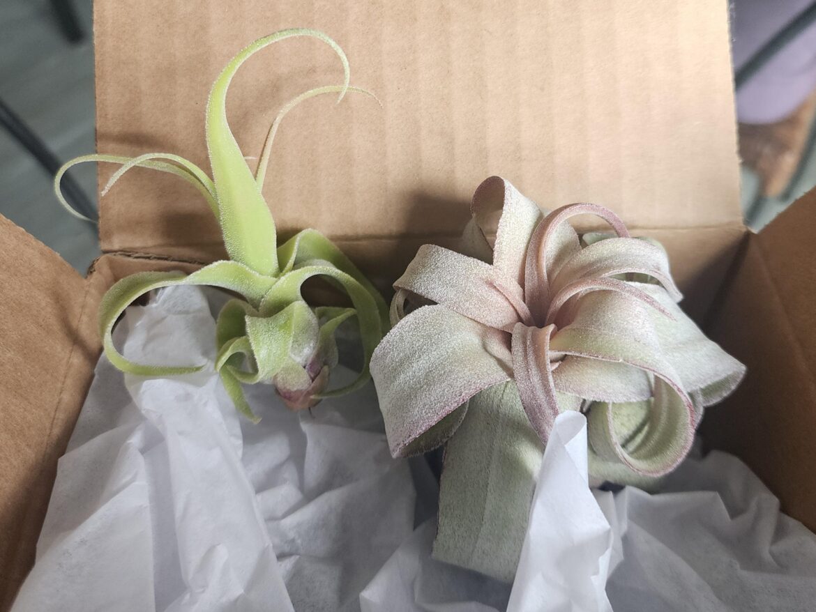 Score from Air Plant Hub!