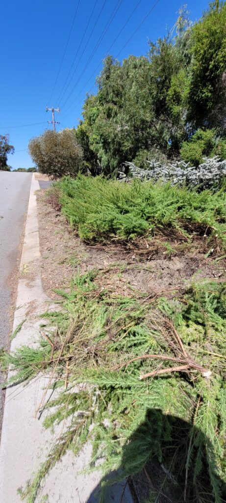 Grevillea crithmifolia: A native infinite compost maker. Grevillea crithmifolia: A native infinite compost maker.