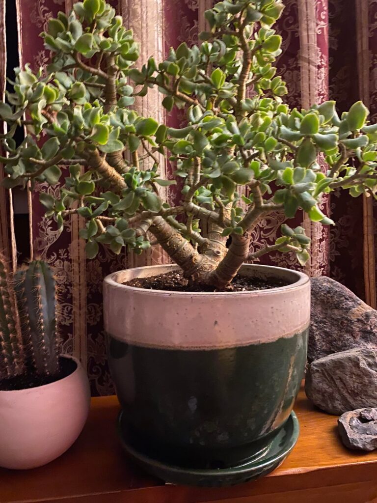 Jade