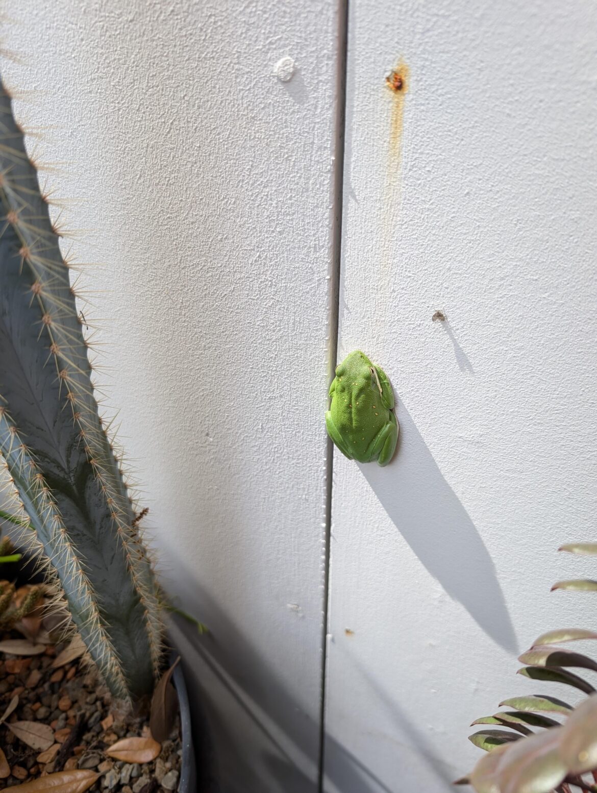 Found this weird cactus growing on the wall of the my succulent garden. (Please help ID! 🙏)