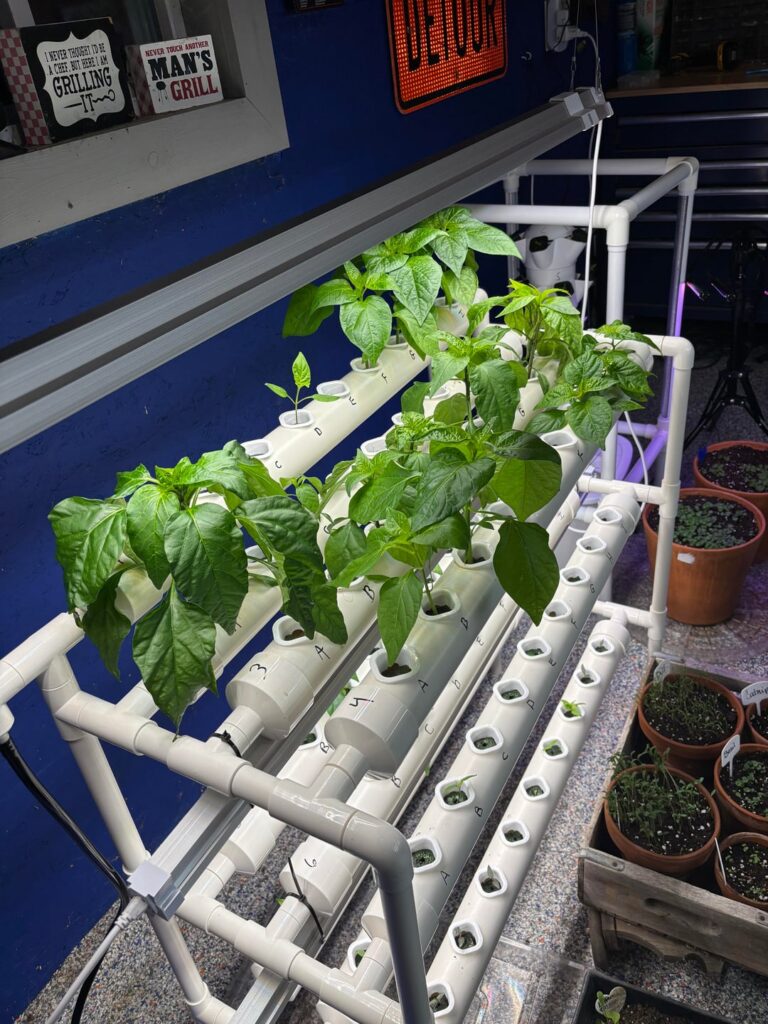 Peppers are look good.