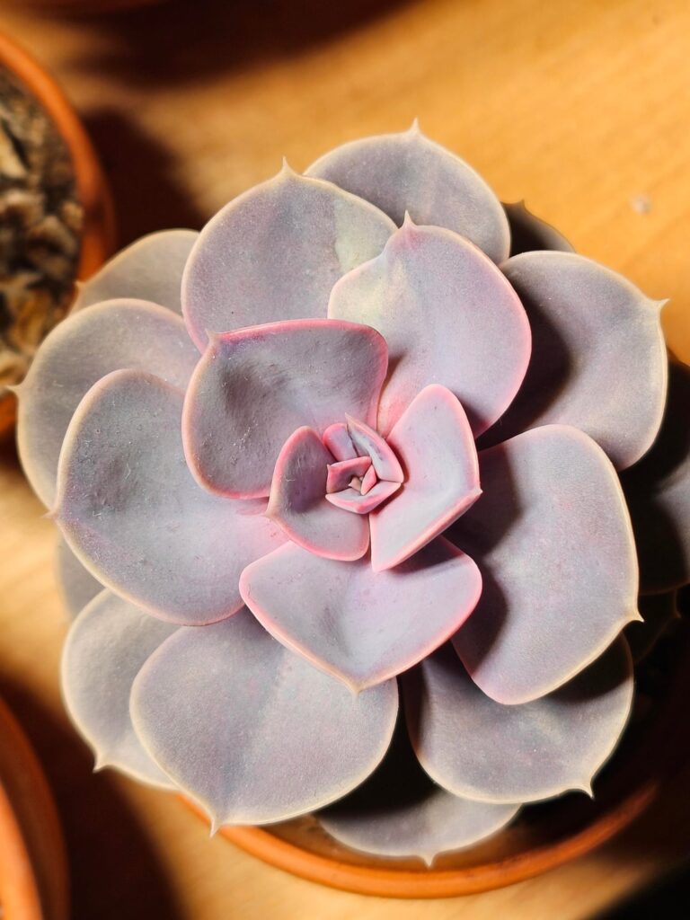 Discoloration/damage on echeveria PvN?
