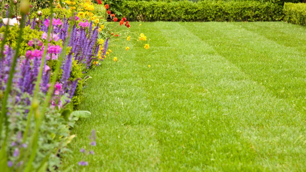 What I do to my lawn in March (and what I leave until spring)