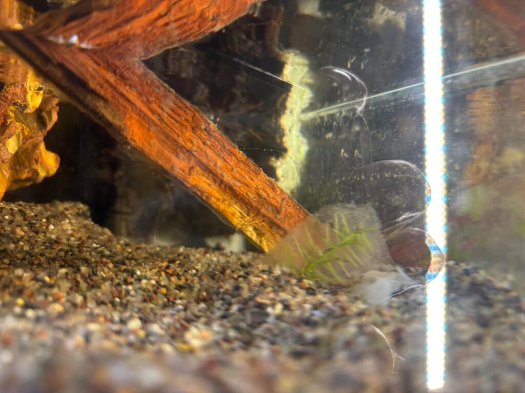 What’s growing on my plants and wood? What’s growing on my plants and wood?