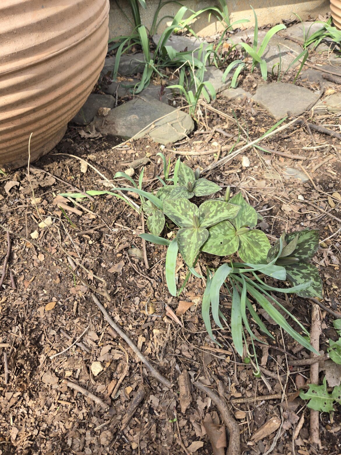 I planted 2 trillium 10-15 years ago, and behold! My progress. :(