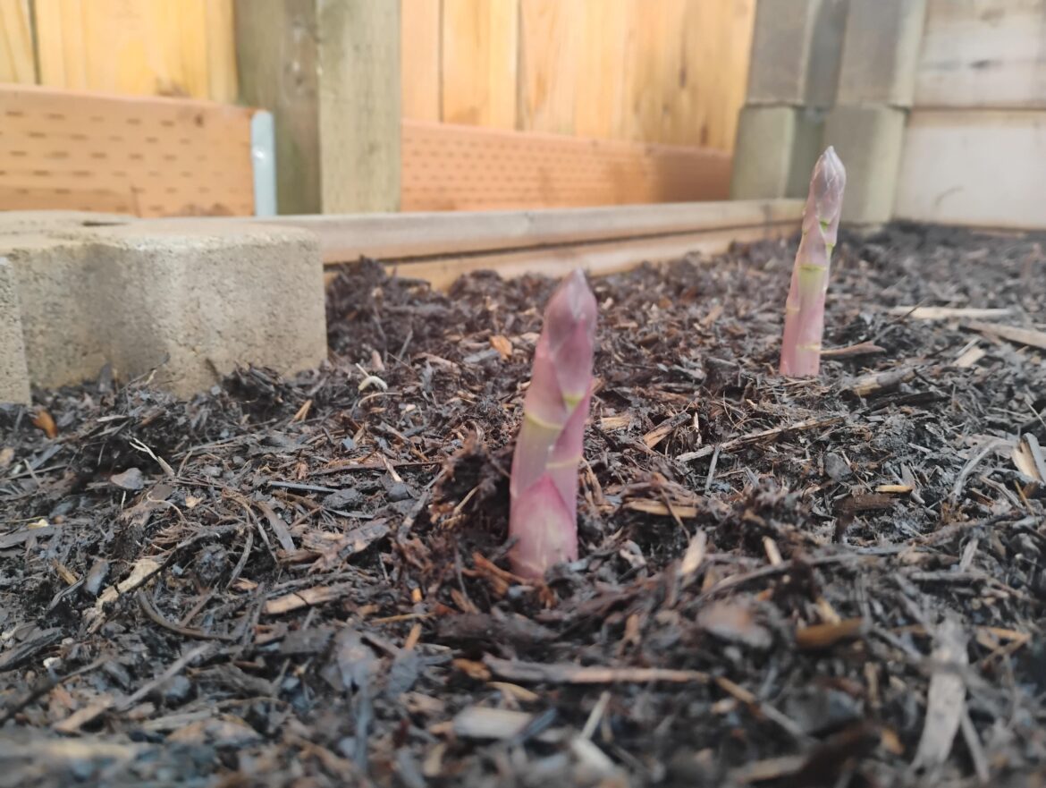My first asparagus spears!