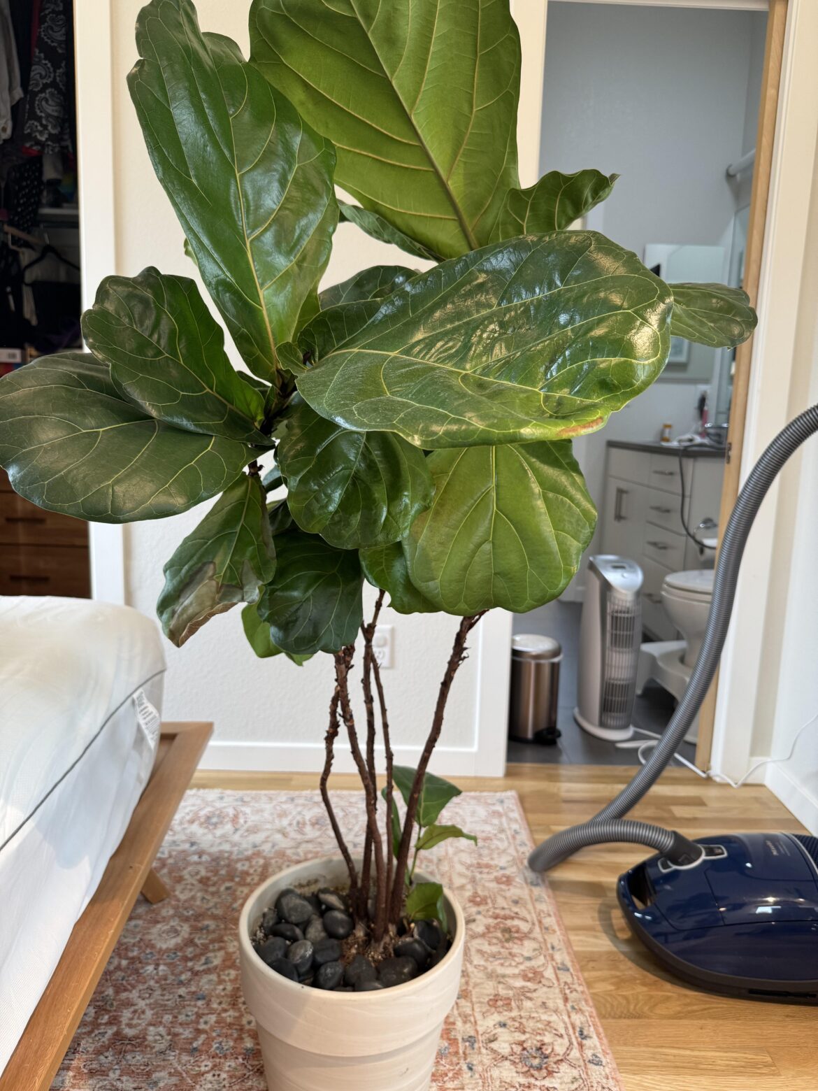 Pruning Help