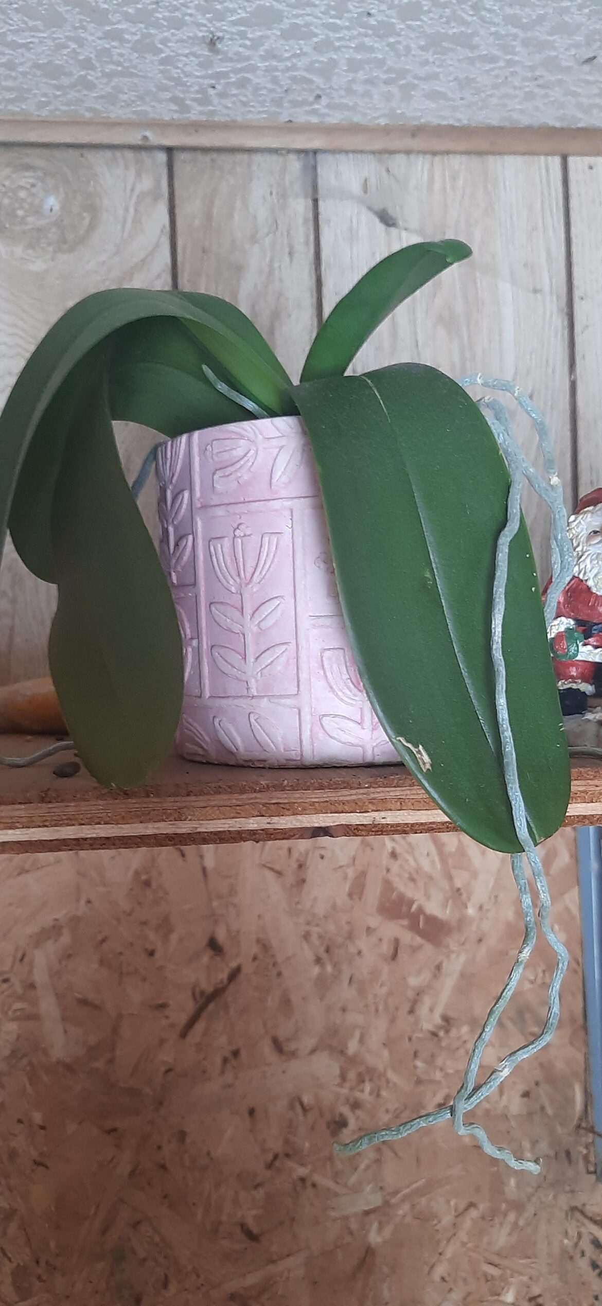 Could anyone tell me what plant this is before I bring in inside?