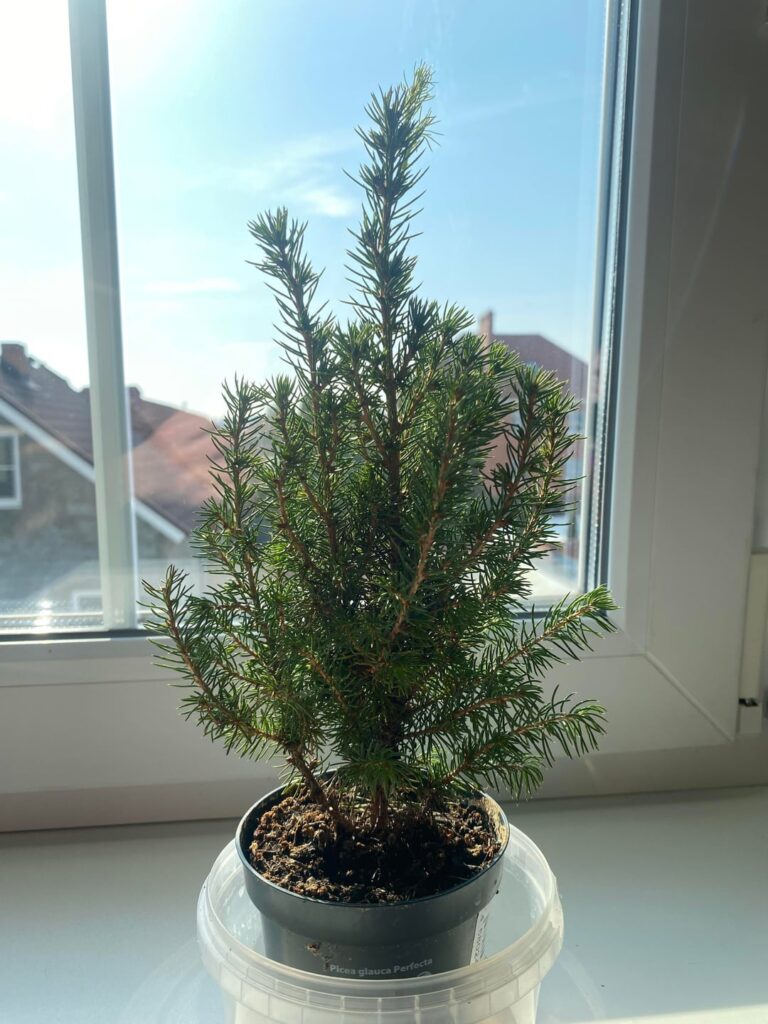 Bought this little spruce before New Year as a Christmas tree