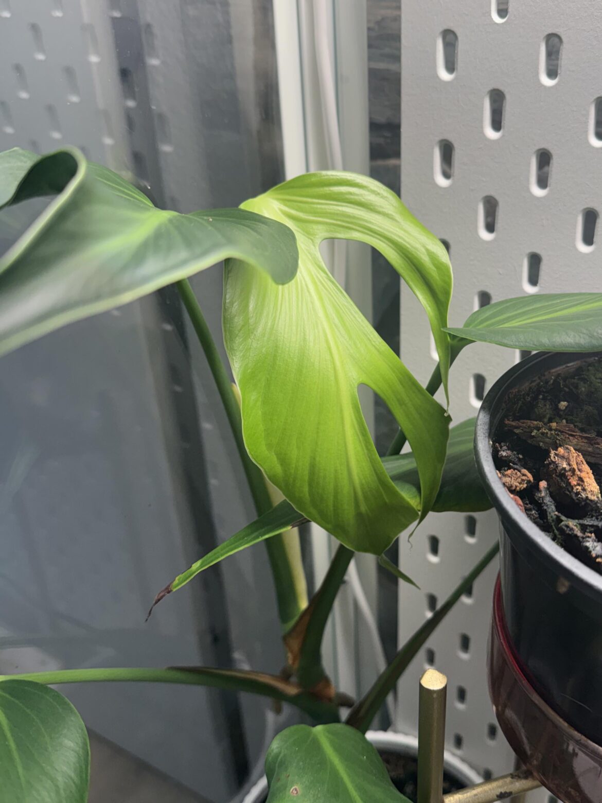 Omg it’s happening!!