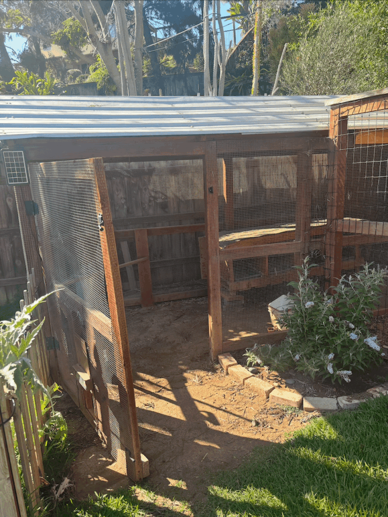Old Chicken Coop to Greenhouse?