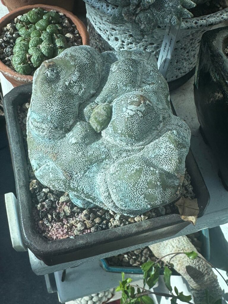 One of my astro-weirdos