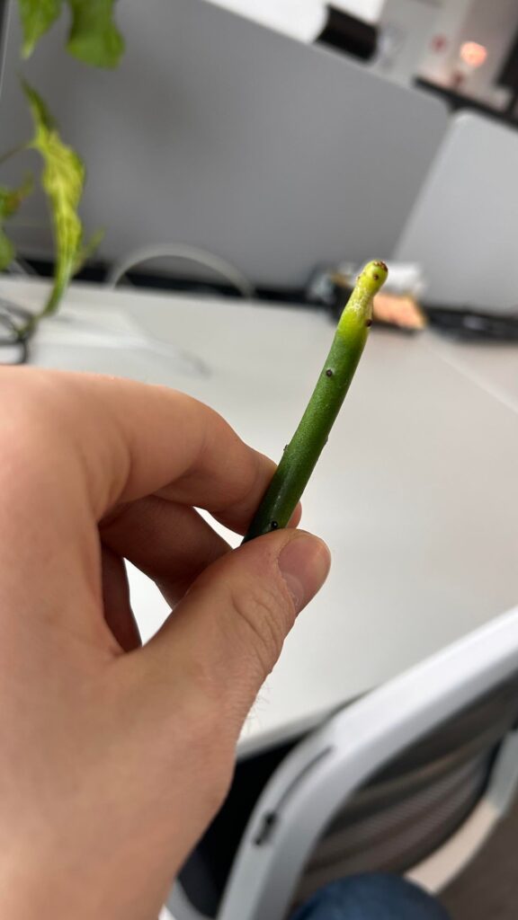 Yellowing on Euphorbia cedorum
