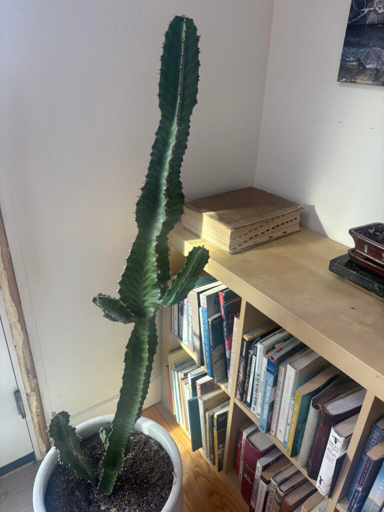 I have been informed that I am in possession of an Euphorbiaceae, could anyone help me identify it