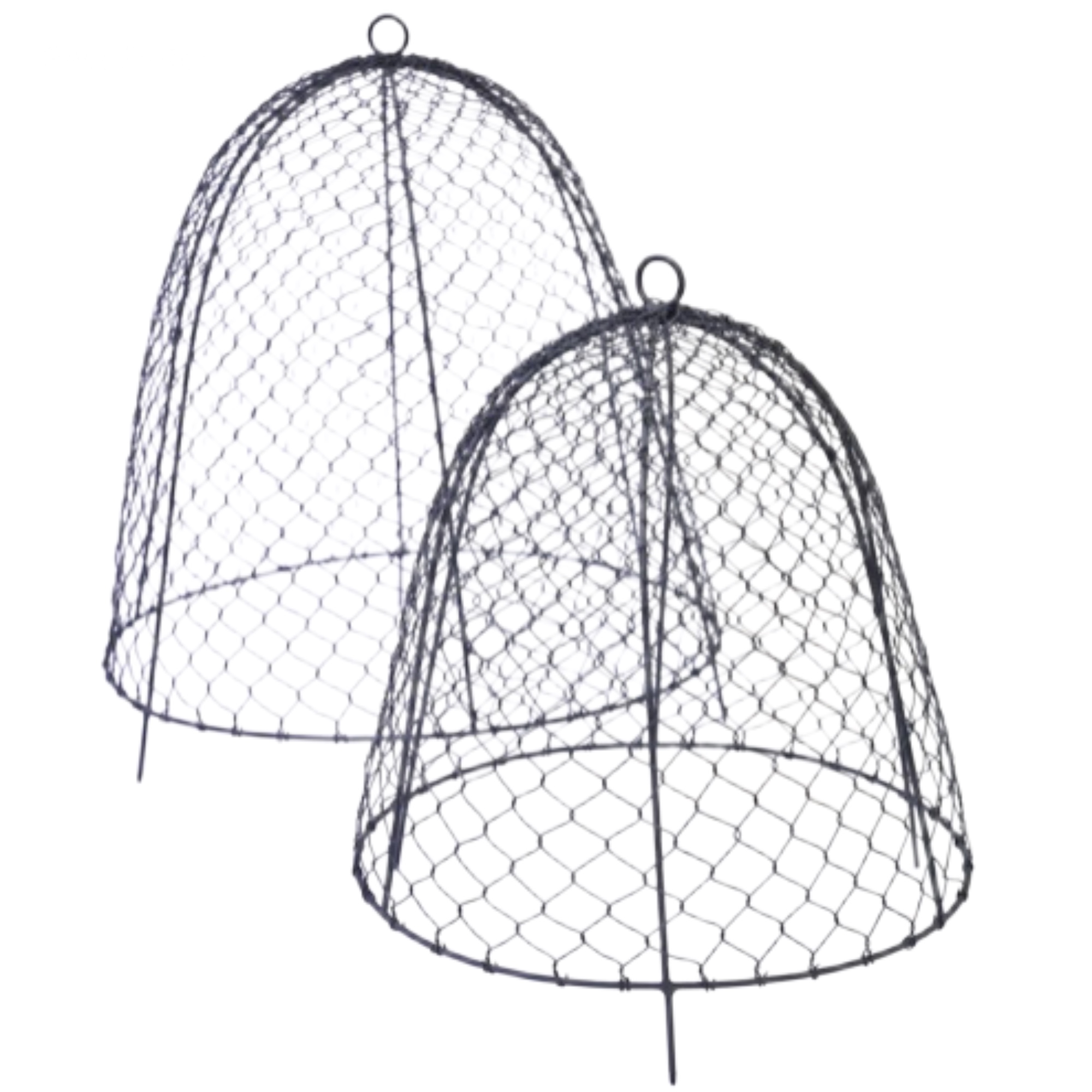 Crocus squirrel proof cloche