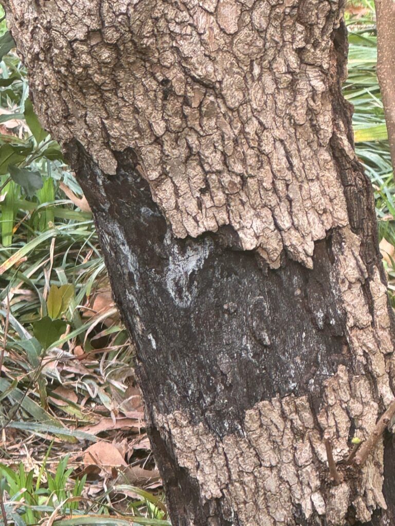 Help Identifying an issue with persimmon tree