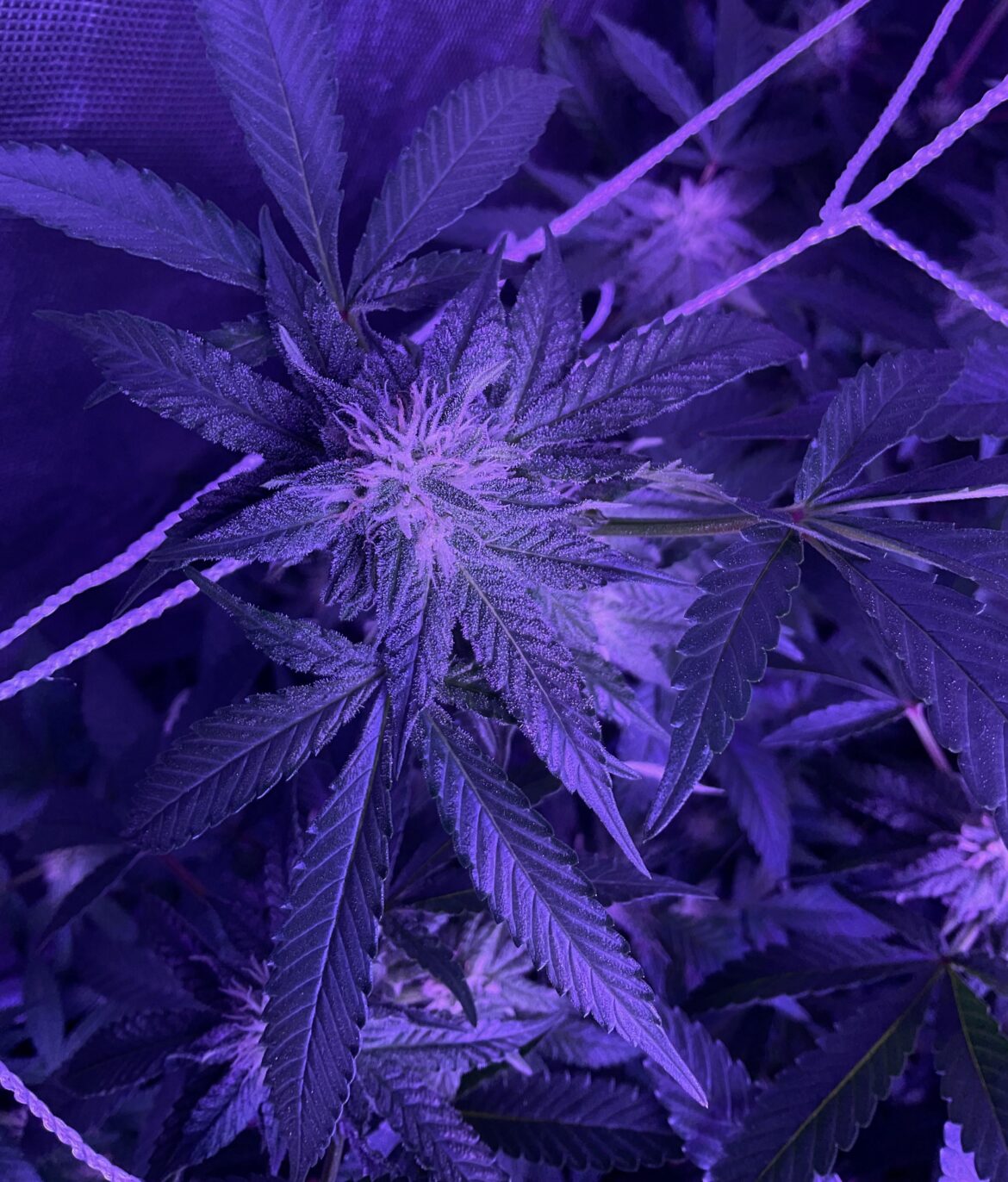 Blueberry Muffin 🫐